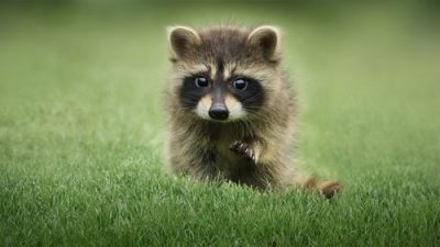 The Secret Lives of Animals 1.Sezon 2.Bölüm izle
