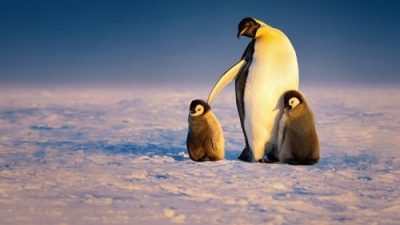 Secrets of the Penguins 1.Sezon 2.Bölüm izle