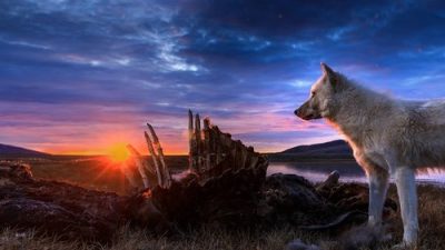 Beyaz Kurtlar Krallığı 1.Sezon 1.Bölüm izle