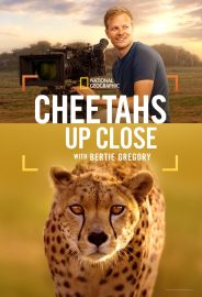 Cheetahs Up Close with Bertie Gregory izle