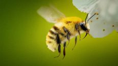 Secrets of the Bees 1.Sezon 1.Bölüm izle