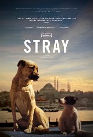 Stray izle