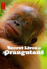 Orangutanların Gizli Yaşamı izle