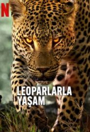 Leoparlarla Yaşam izle
